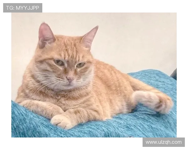 猫咪、阳光与暖汤:疗愈人心的温柔力量 猫咪、阳光与暖汤:疗愈人心的温柔力量